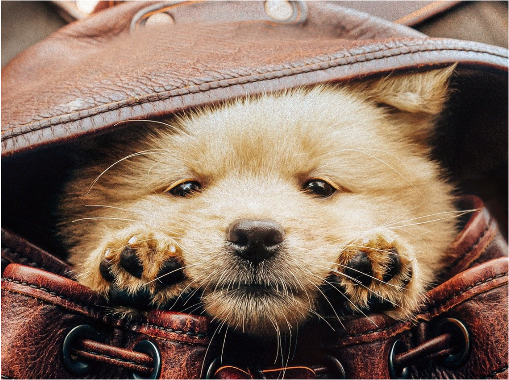 fondo perro