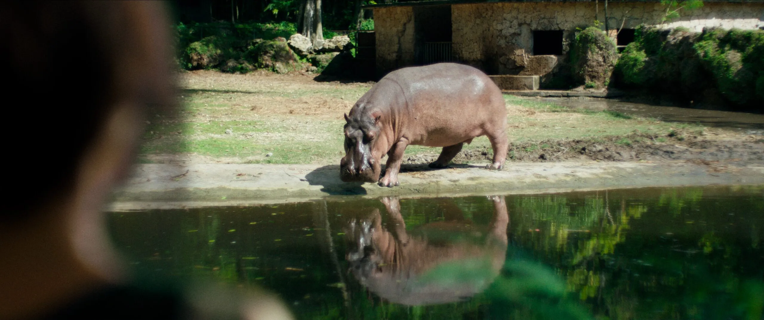 Zafari el hipopotamo protagonista de la nueva pelicula de Mariana Rondon 1 scaled 1