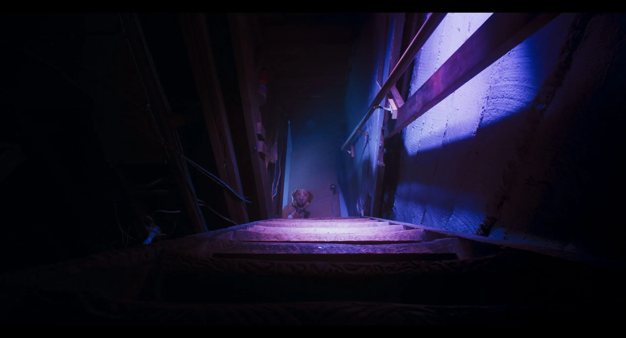 GOOD BOY Still 6 scaled