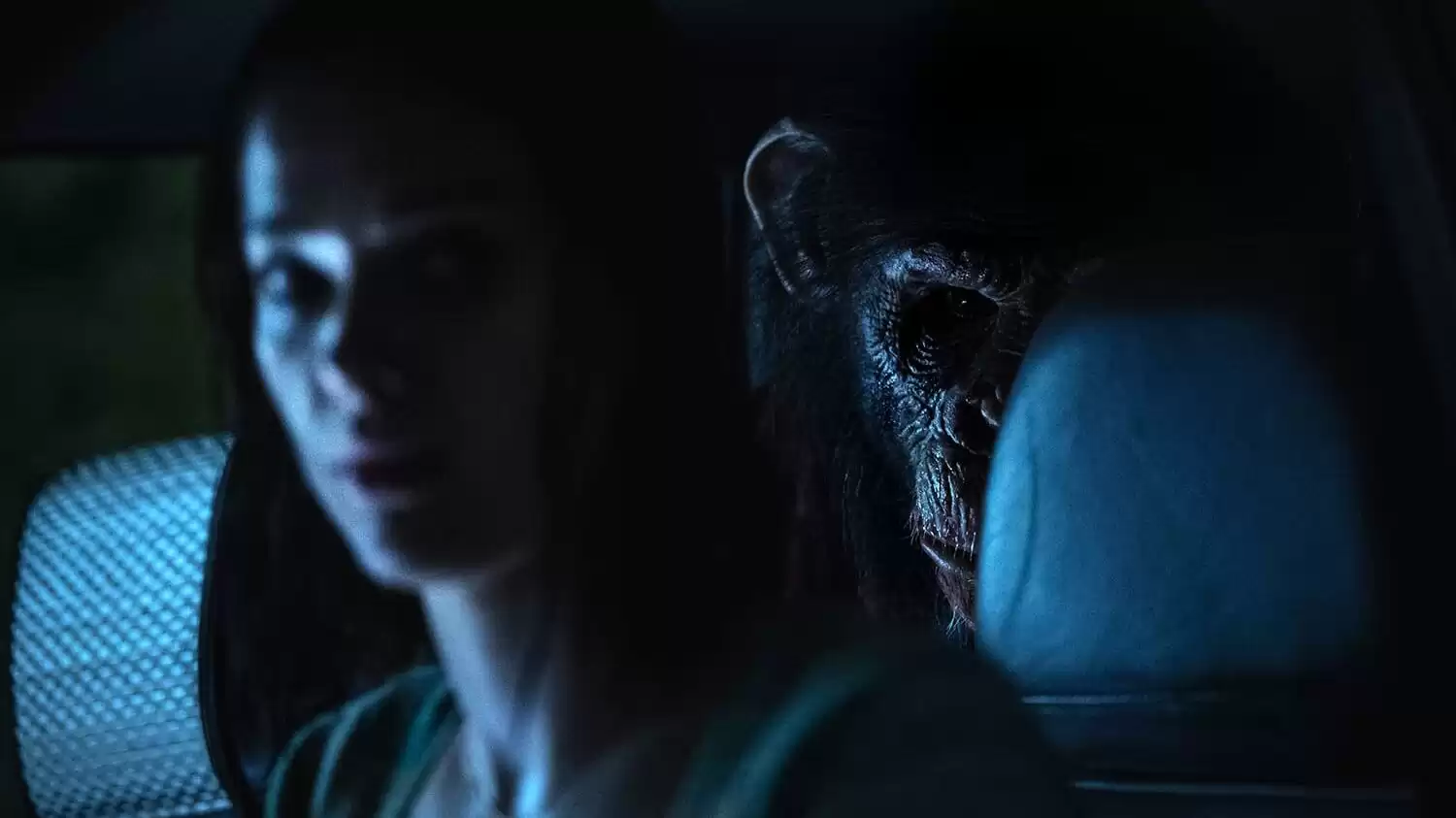 primate 02736r2 edited